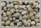 Bajra Seeds